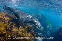 Guadalupe Fur Seal underwater Photo - David Fleetham