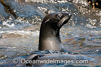 Guadalupe Fur Seal on surface Photo - David Fleetham