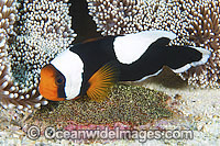 Panda Clownfish with eggs Photo - Gary Bell
