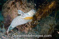 Harbor Seal in kelp forest Photo - David Fleetham