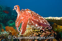 Broadclub Cuttlefish Photo - David Fleetham