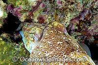 Cuttlefish laying eggs Photo - David Fleetham