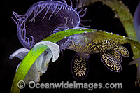 Hooded Nudibranch Melibe leonina Photo - David Fleetham