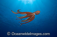 Day Octopus Octopus cyanea Photo - David Fleetham