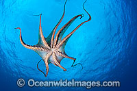 Day Octopus Photo - David Fleetham