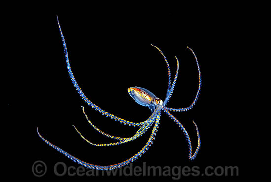 Pelagic Octopus photo