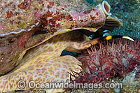 Triton Shell eating starfish Photo - David Fleetham