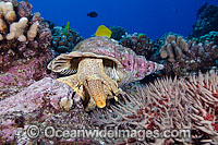 Triton Trumpet Shell eating starfish Photo - David Fleetham
