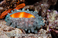 Mole Cowry Cypraea talpa Photo - David Fleetham
