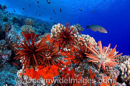 Fish Coral and Urchins photo
