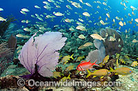 Fish and Coral Photo - David Fleetham