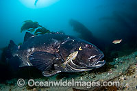 Giant Black Sea Bass Stereolepis gigas Photo - David Fleetham