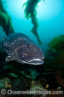 Giant Black Sea Bass Photo - David Fleetham