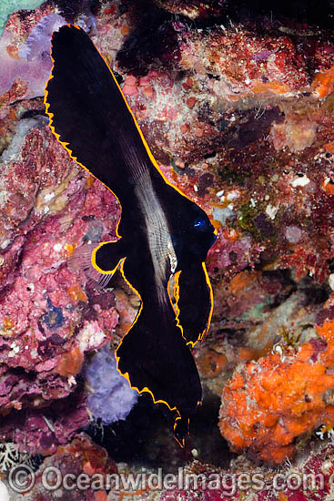 long finned batfish