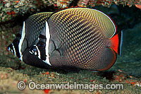 Red-tailed Butterflyfish Chaetodon collare Photo - David Fleetham