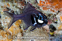 One-fin Flashlight Fish Photoblepharon palpebratus Photo - David Fleetham