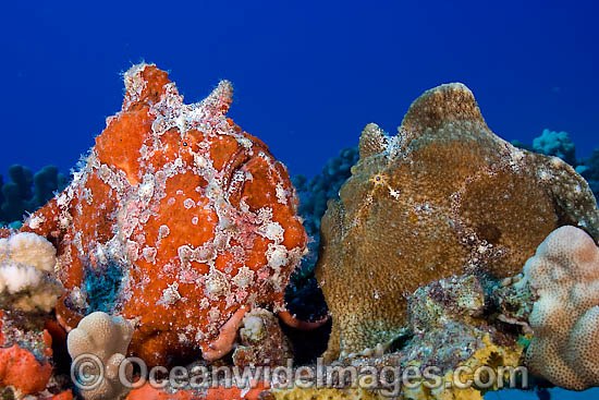 Giant Frogfish Antennarius commersoni photo