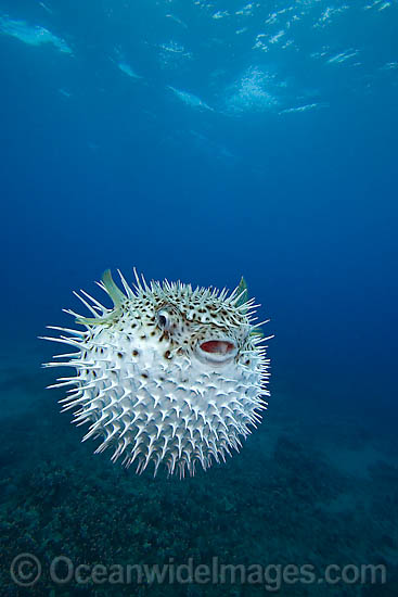 Spotted Porcupinefish photo