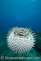 Porcupinefish inflated Photo - David Fleetham
