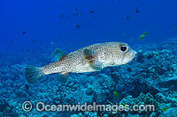 Spotted Porcupinefish Diodon hystrix Photo - David Fleetham