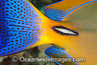 Eyestripe Surgeonfish scalpel Photo - David Fleetham