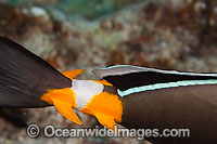 Orangespine Unicornfish spines Photo - David Fleetham