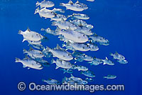 Schooling Triggerfish Canthidermis maculatus Photo - David Fleetham