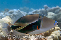 Picasso Triggerfish Rhinecanthus rectangulus Photo - David Fleetham