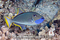 Gilded Triggerfish Xanthichthys auromarginatus Photo - David Fleetham