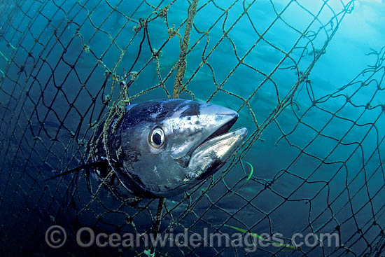 Southern Bluefin Tuna caught in net photo