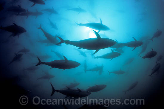 Southern Bluefin Tuna photo