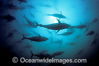 Southern Bluefin Tuna Photo - David Fleetham