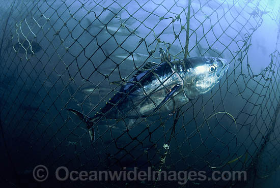 Southern Bluefin Tuna caught in net photo