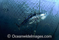 Southern Bluefin Tuna caught in net Photo - David Fleetham
