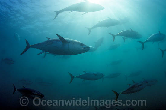 Southern Bluefin Tuna in holding pen photo