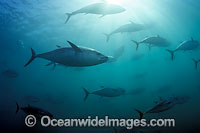 Southern Bluefin Tuna in holding pen Photo - David Fleetham