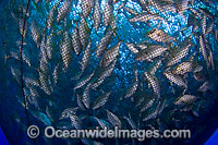 Almaco Jack in net fish pen Photo - David Fleetham