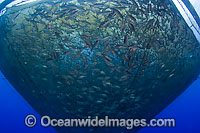 Almaco Jack in fish net Photo - David Fleetham