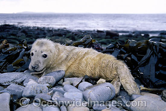 Grey Seal Halichoerus grypus pup photo