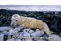 Grey Seal Halichoerus grypus pup Photo - David Fleetham