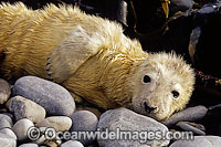 Grey Seal pup Photo - David Fleetham