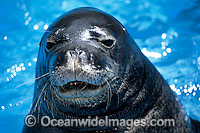 Hawaiian Monk Seal Monachus schauinslandi Photo - David Fleetham