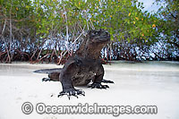 Marine Iguana emerging onto beach Photo - David Fleetham