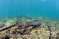 Marine Iguana swimming underwater Photo - David Fleetham