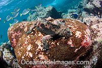 Marine Iguana feeding on algae Photo - David Fleetham