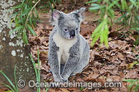 Koala in a tree Photo - Gary Bell