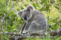 Koala in a tree Photo - Gary Bell