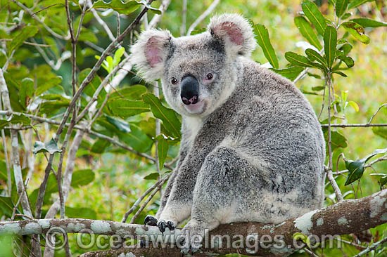 Koala in a tree photo