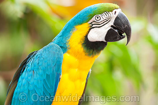 Blue-and-yellow Macaw Ara ararauna photo