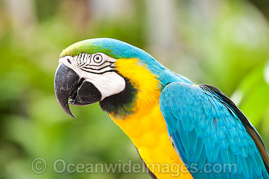 Blue-and-yellow Macaw Ara ararauna photo
